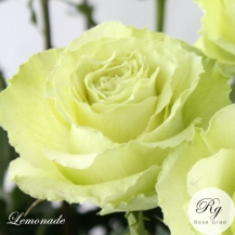 Lemonade / Лимонад - дворічнi