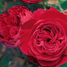 Leonardo da Vinci red  (Леонардо да Винчи ред) 