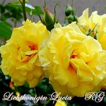 Lichtkonigin Lucia (Лихткёнигин Лючия)