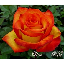Lina (Лина)