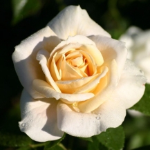 Lions Rose (Лионс Розе)