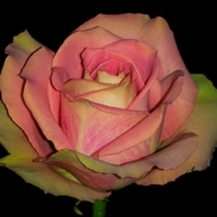 Magic Mokka / Меджик Мокка - дворічнi