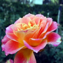 Mandarin / Мандарин