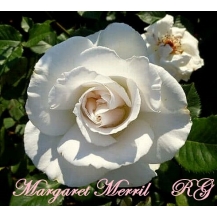 Margaret Merril (Маргарет Меррил) - 
