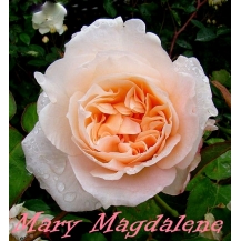 Mary Magdalene / Марія Магдалена
