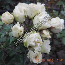 Mini White / Міні біла