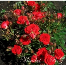 Mirabel / Мірабель