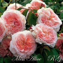 Miss Alice / Міс Еліс