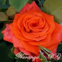 Naranga (Наранга) - 