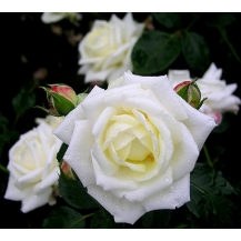 New Dawn White (Нью Доун Вайт), 