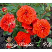 Orange Babyflor / Оранж Бебіфлор - дворічнi
