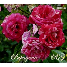 Papageno (Папагено)