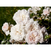 Perle Meillandecor / Перль Мейяндекор - дворічнi