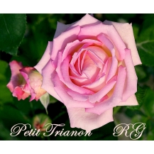 Petit Trianon / Петі Тріанон - дворічнi