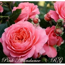 Pink Abundance / Пінк Абунданс