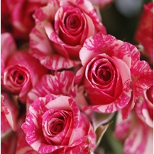 Pink Flash / Пінк Флеш