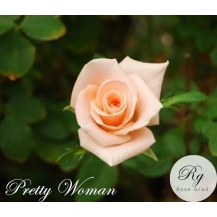Pretty Woman (Претти Вумен) - 