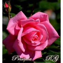 Priscilla (Присцилла)  - 