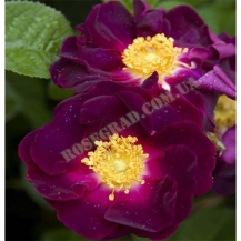 Purple Star / Перпл Стар