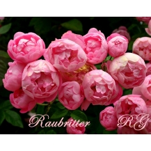 Raubritter (Раубриттер) - 
