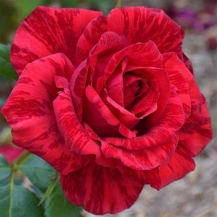Red Intuition (Ред Интуишен)