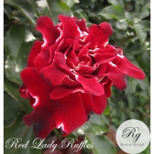Red Lady Ruffles / Ред Леді Раффлз