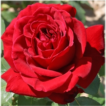 Red Magic Ред Мейджик - 