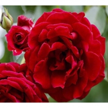 Red Parfum (Ред Парфум)