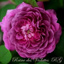 Reine des Violettes (Рейн де Виолетт) - 