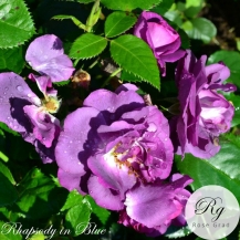 Rhapsody in Blue Рапсодия ин Блу