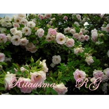 Ritausma (Ритаусма) - 