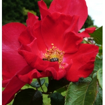 Robusta (Робуста)