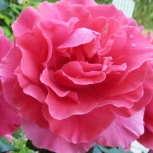 Romanze (Романс)