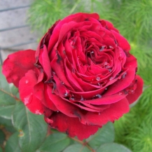 La Rose des 4 Vents (Ля Роз де Кятр Вен)