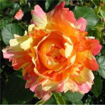 Rose des Cisterciens / Роз де Цістерс’єн