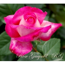Rose Gaujard (Роз Гожар)