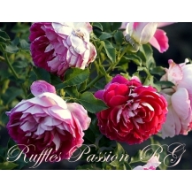 Ruffles Passion / Раффлз Пешн