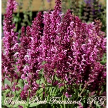 Сальвія дібровна Пінк Фрісланд (Salvia nemorosa Pink Friesland) - 
