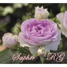 Saphir (Сапфир) - 