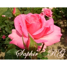 Saphir (Сапфир) - 