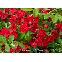 Scarlet Meillandecor / Скарлет Мейяндекор