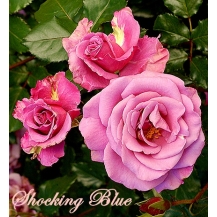 Shocking Blue / Шокинг Блю