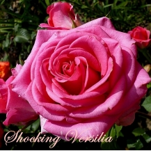 Shocking Versilia (Шокинг Версилия) - 
