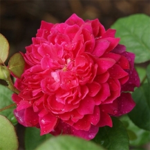 Sophy’s Rose / Софіc Роуз
