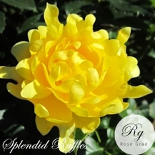 Splendid Ruffles / Сплендид Раффлз - дворічнi