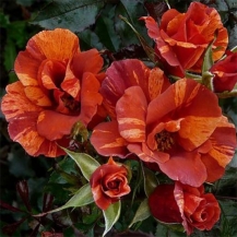 Tawny Tiger (Тауни Тайгер) - 