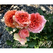 Teresa / Тереза