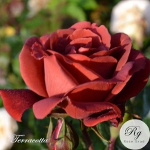 Terracotta / Терракотта - дворічнi