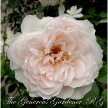 The Generous Gardener / Зе Дженероуз Гарденер