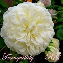 Tranquillity / Транквіліті